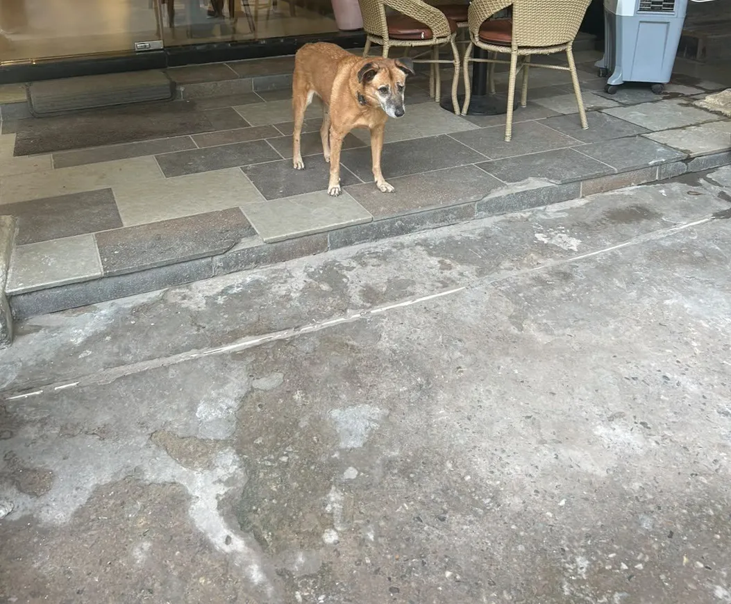 The street dog outside a cafe that started StrayPaw